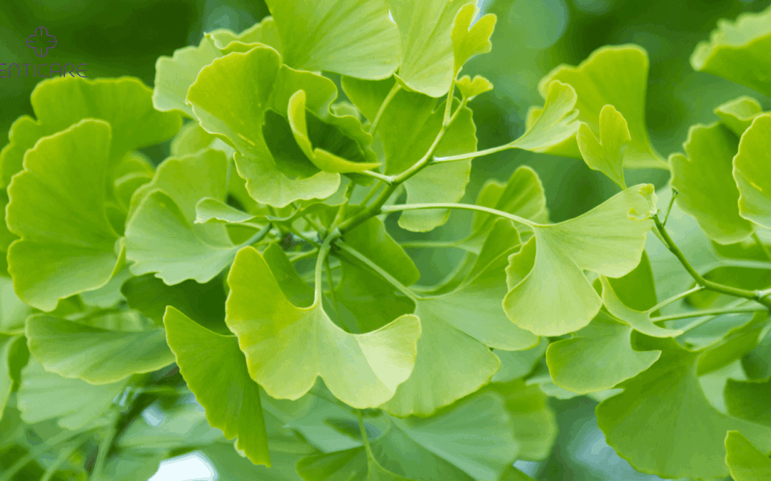 enticare-ginkgo-biloba