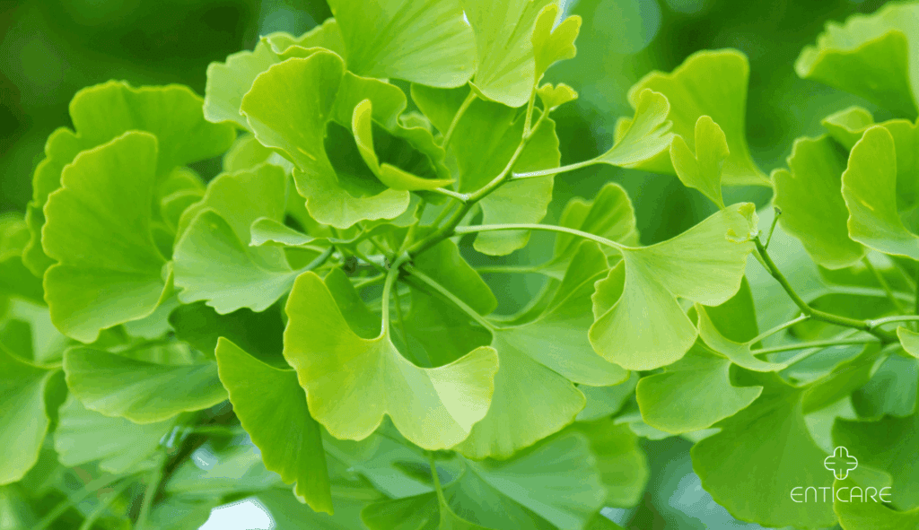 enticare-ginkgo-biloba