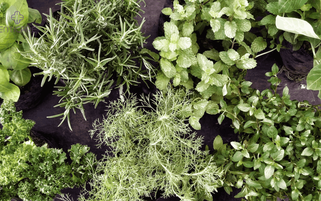 enticare-green-herbal-plants