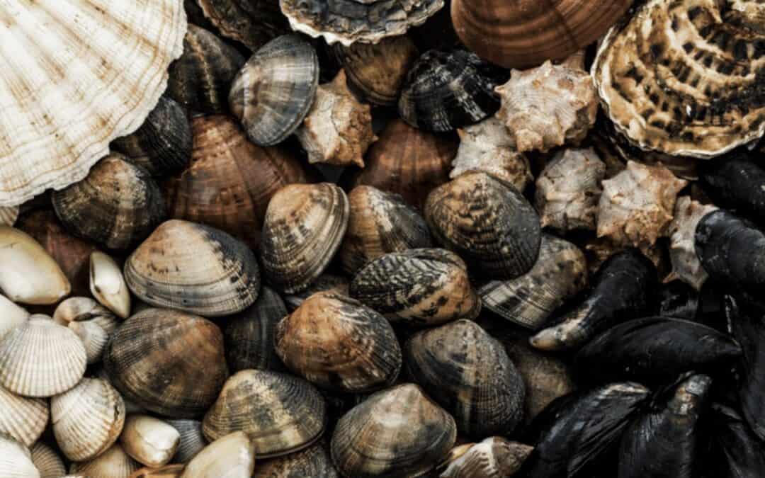 Shellfish Allergy