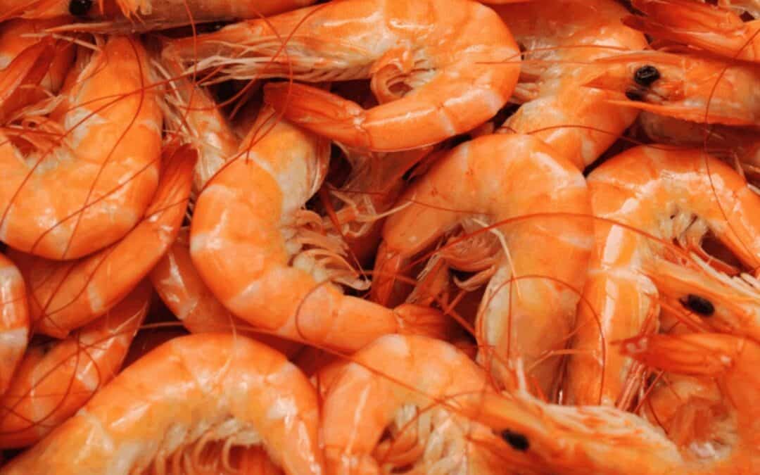 Shrimp IgE Levels