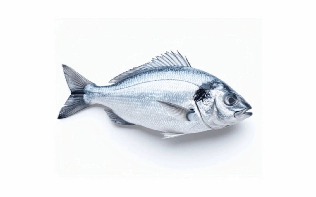 Fish Allergy
